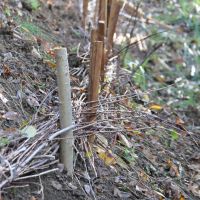 Les pieux en saule et les branches de la fascine ont été prélevées dans la Vallée de la Lèze