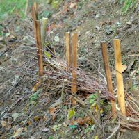 Derrière des pieux en acacia ou en saule, les fagots de branches vivantes sont soigneusement disposés