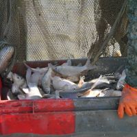 A la fin de la journée, près de 1,5 tonnes de poissons ont été pêchés afin d'être valorisés pour la pêche ou l'alimentation