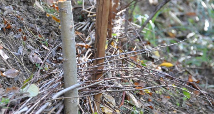 Les pieux en saule et les branches de la fascine ont été prélevées dans la Vallée de la Lèze