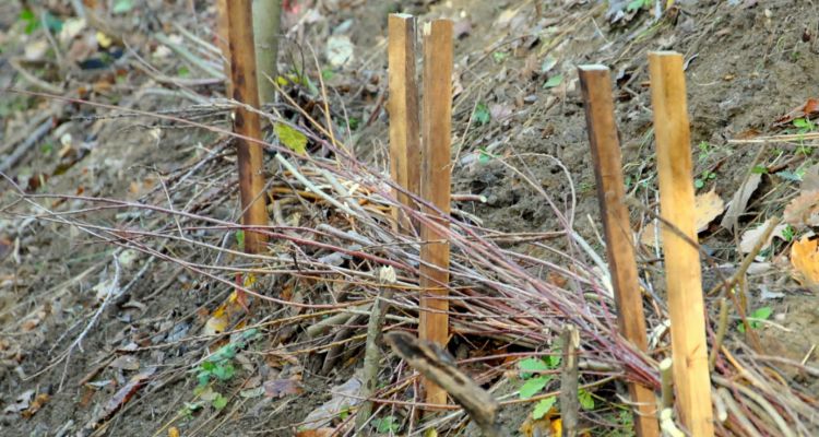 Derrière des pieux en acacia ou en saule, les fagots de branches vivantes sont soigneusement disposés