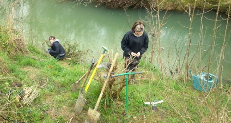 Plantations de ripisylve en bord de Lèze à Saint Ybars