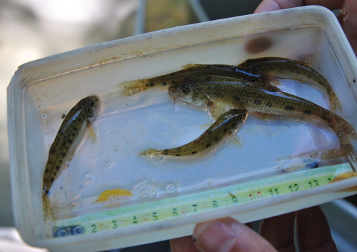 goujons peche electrique labarthe