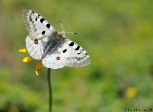 54496-10287-parnassius-apollo-29-juin-2022-gavarnie-gedre-65