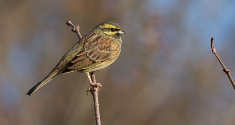 4659-8629-bruant-zizi-emberiza-cirlus