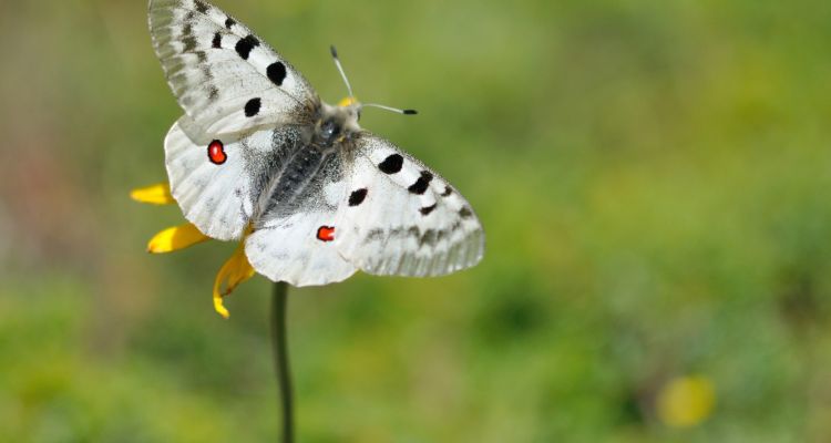 54496-10287-parnassius-apollo-29-juin-2022-gavarnie-gedre-65