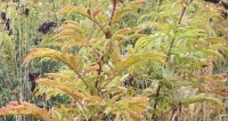 le sureau hièble en fruit