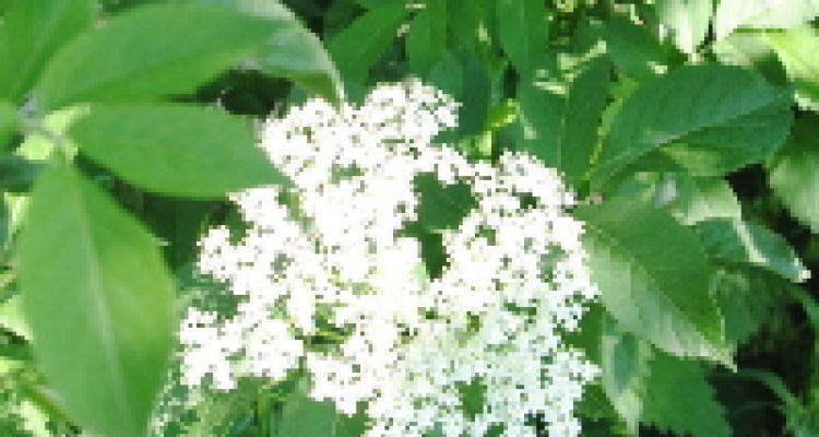 le sureau noir en fleur